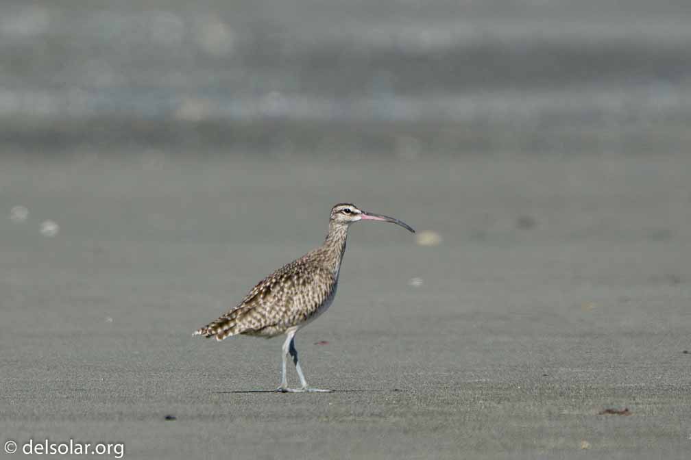 ILCE-6500  --  FE 200-600mm F5.6-6.3 G OSS -- 1/1250 sec at f / 7.1 -- ISO 320 -- 0 EV -- 