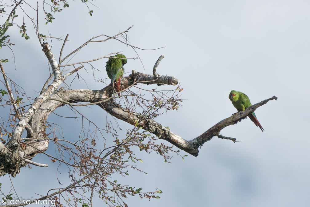 ILCE-6500  --  FE 200-600mm F5.6-6.3 G OSS -- 1/1600 sec at f / 7.1 -- ISO 320 -- 0 EV -- 