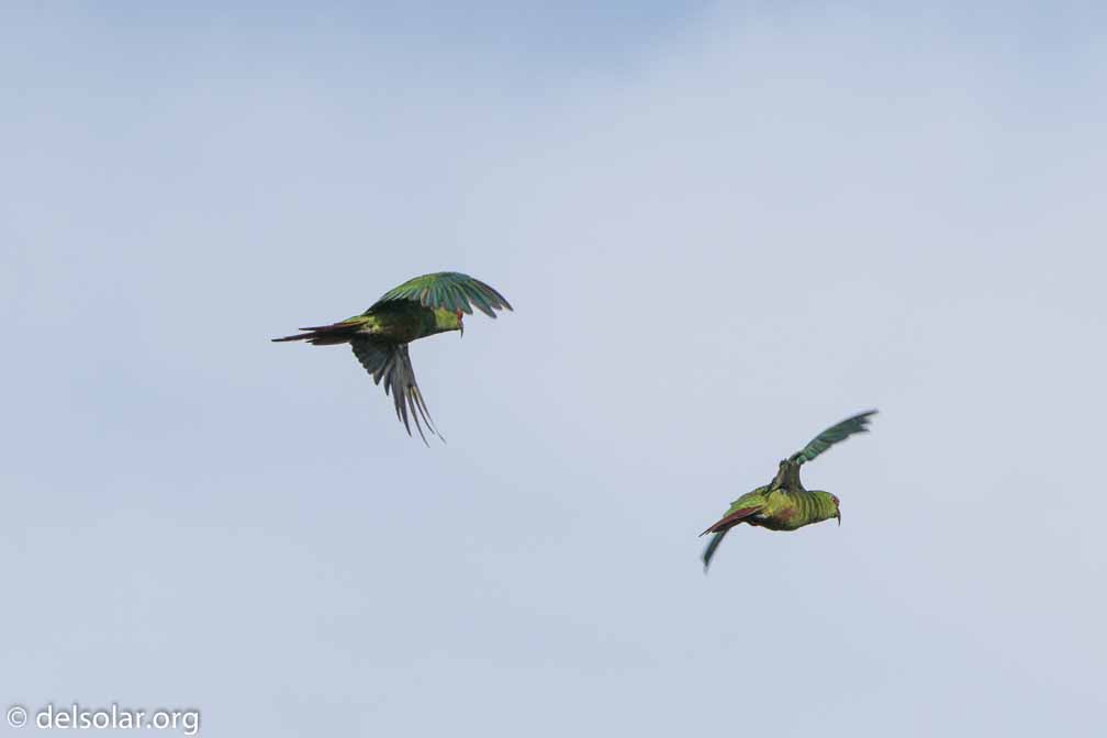 ILCE-6500  --  FE 200-600mm F5.6-6.3 G OSS -- 1/1600 sec at f / 7.1 -- ISO 160 -- 0 EV -- 