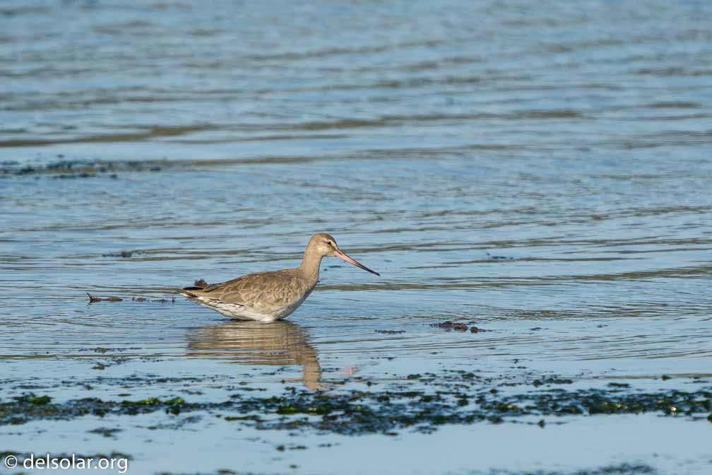 ILCE-6500  --  FE 200-600mm F5.6-6.3 G OSS -- 1/1250 sec at f / 6.3 -- ISO 200 -- 0 EV -- 