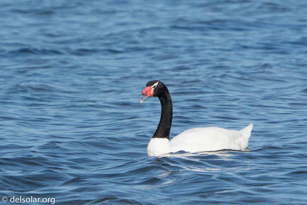 ILCE-6500  --  FE 200-600mm F5.6-6.3 G OSS -- 1/2000 sec at f / 7.1 -- ISO 400 -- 0 EV -- 