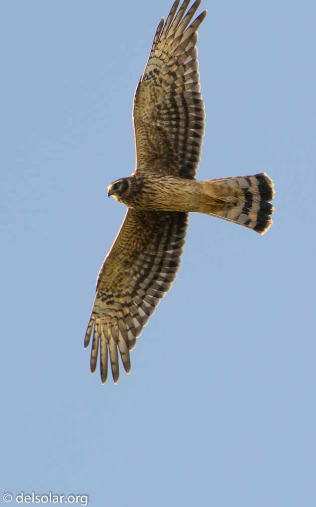 ILCE-6500  --  FE 200-600mm F5.6-6.3 G OSS -- 1/800 sec at f / 7.1 -- ISO 320 -- 0 EV -- 