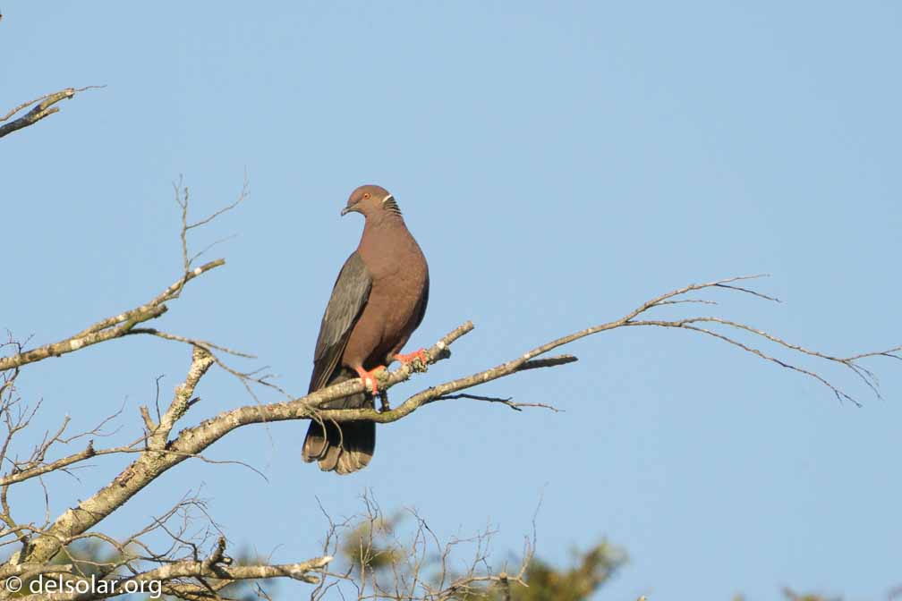 ILCE-6500  --  FE 200-600mm F5.6-6.3 G OSS -- 1/800 sec at f / 7.1 -- ISO 250 -- 0 EV -- 