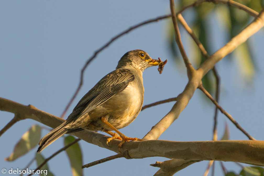 ILCE-6500  --  FE 200-600mm F5.6-6.3 G OSS -- 1/2500 sec at f / 7.1 -- ISO 1600 -- 0 EV -- 