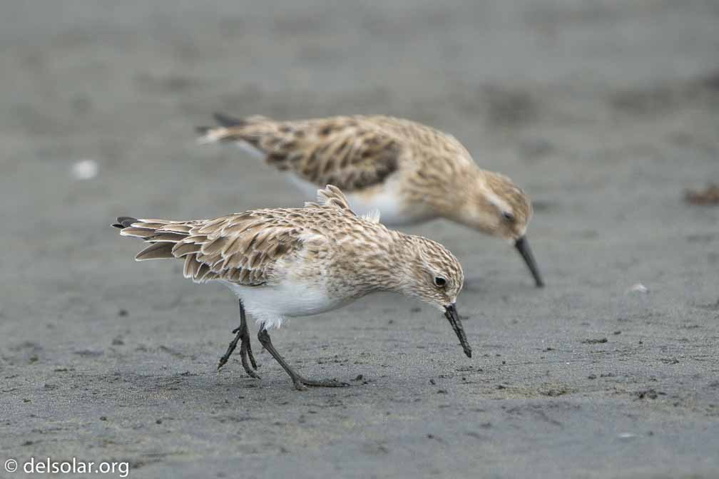 ILCE-6500  --  FE 200-600mm F5.6-6.3 G OSS -- 1/1250 sec at f / 7.1 -- ISO 640 -- 0 EV -- 