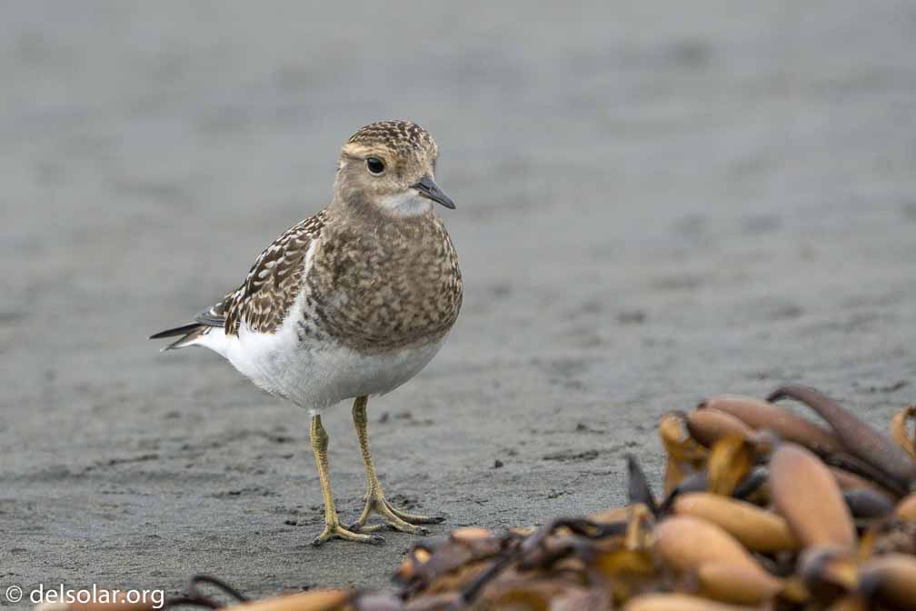 ILCE-6500  --  FE 200-600mm F5.6-6.3 G OSS -- 1/1250 sec at f / 7.1 -- ISO 1000 -- 0 EV -- 