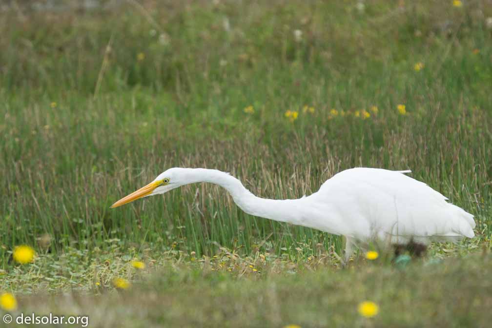 ILCE-6500  --  FE 200-600mm F5.6-6.3 G OSS -- 1/1250 sec at f / 7.1 -- ISO 1000 -- 0 EV -- 