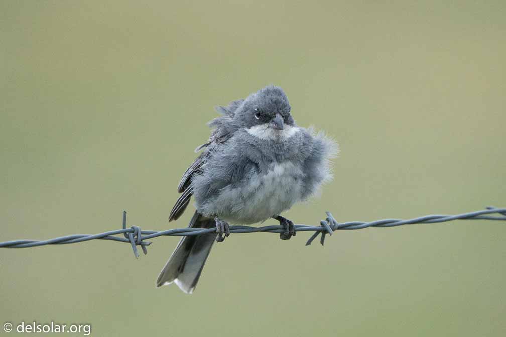 ILCE-6500  --  FE 200-600mm F5.6-6.3 G OSS -- 1/1600 sec at f / 7.1 -- ISO 5000 -- 0 EV -- 