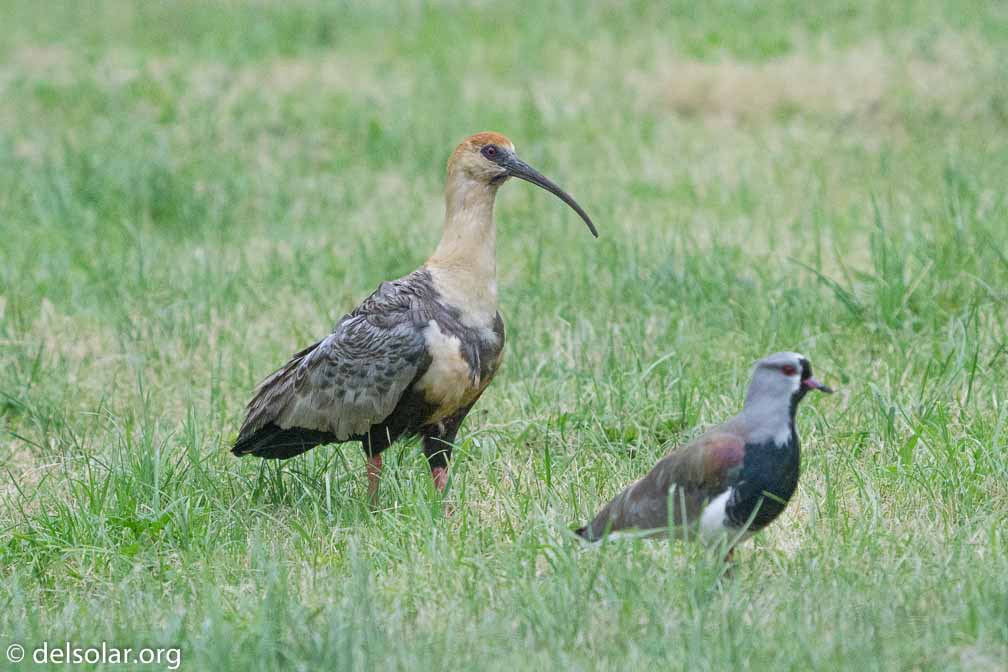 ILCE-6500  --  FE 200-600mm F5.6-6.3 G OSS -- 1/1600 sec at f / 7.1 -- ISO 6400 -- 0 EV -- 