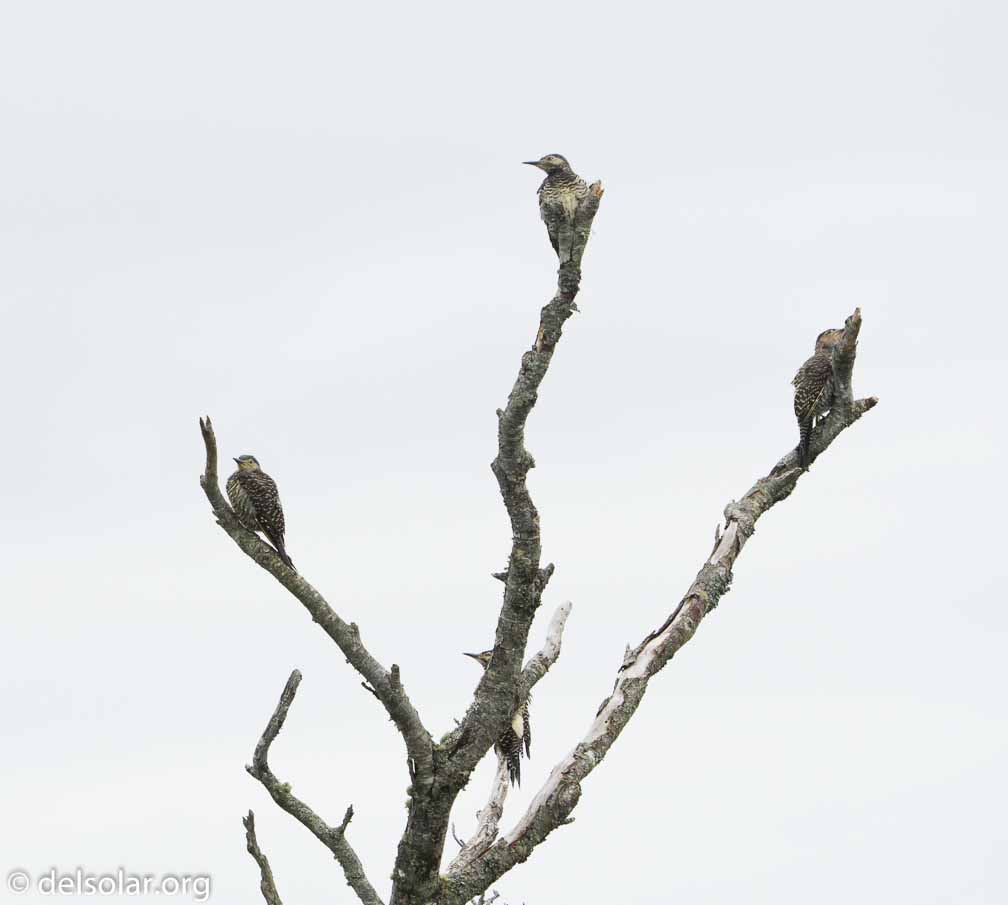 ILCE-6500  --  FE 200-600mm F5.6-6.3 G OSS -- 1/2500 sec at f / 7.1 -- ISO 2500 -- 1 7/10 EV -- 