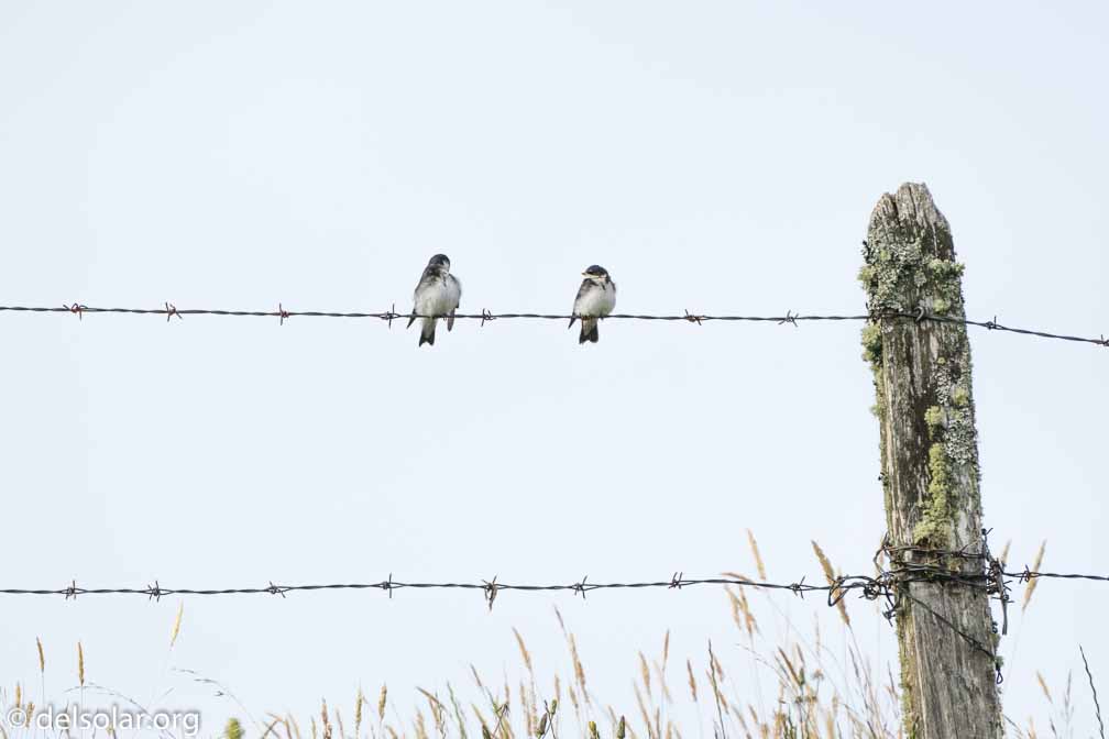 ILCE-6500  --  FE 200-600mm F5.6-6.3 G OSS -- 1/2500 sec at f / 7.1 -- ISO 400 -- 0 EV -- 