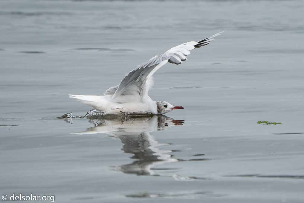 ILCE-6500  --  FE 200-600mm F5.6-6.3 G OSS -- 1/1600 sec at f / 7.1 -- ISO 1000 -- 0 EV -- 