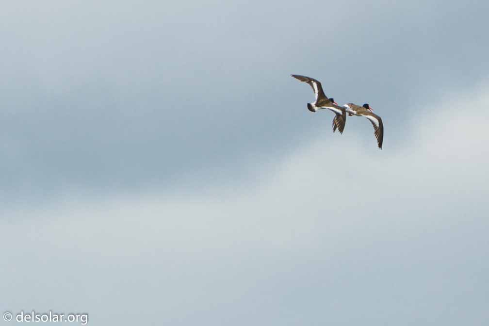 ILCE-6500  --  FE 200-600mm F5.6-6.3 G OSS -- 1/1600 sec at f / 7.1 -- ISO 320 -- 0 EV -- 