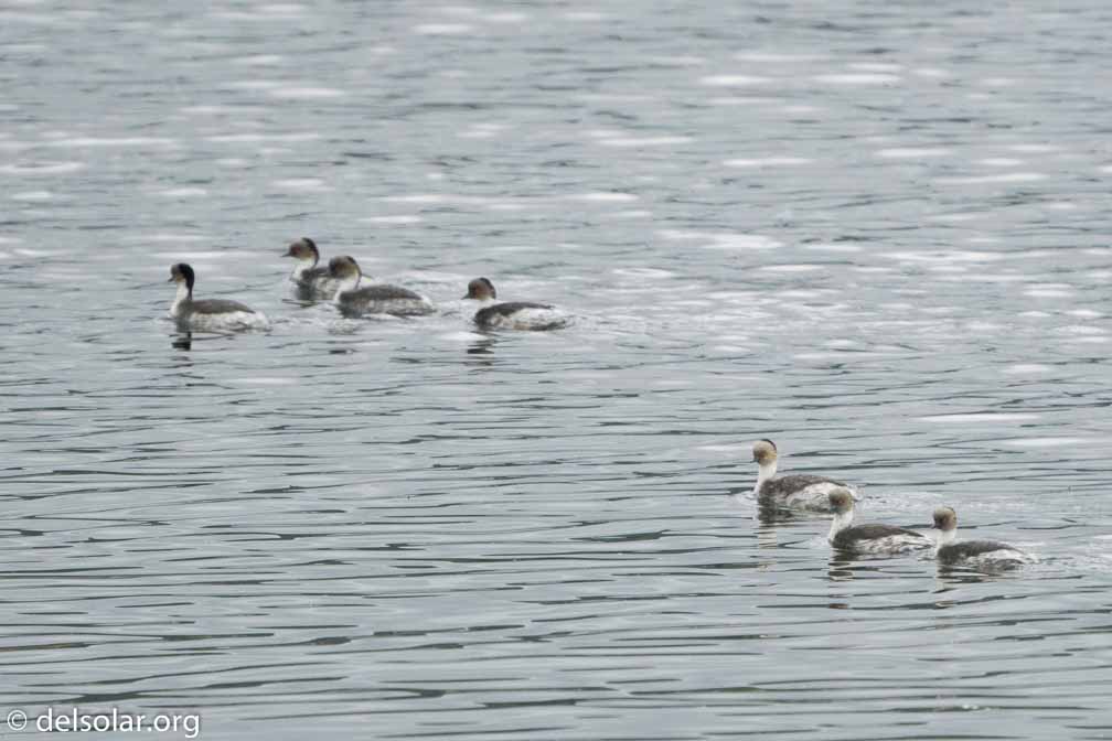 ILCE-6500  --  FE 200-600mm F5.6-6.3 G OSS -- 1/4000 sec at f / 7.1 -- ISO 2500 -- 3/10 EV -- 