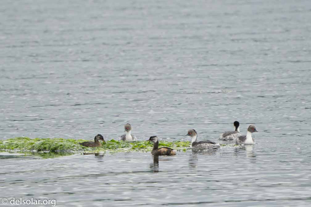 ILCE-6500  --  FE 200-600mm F5.6-6.3 G OSS -- 1/320 sec at f / 6.3 -- ISO 200 -- 0 EV -- 