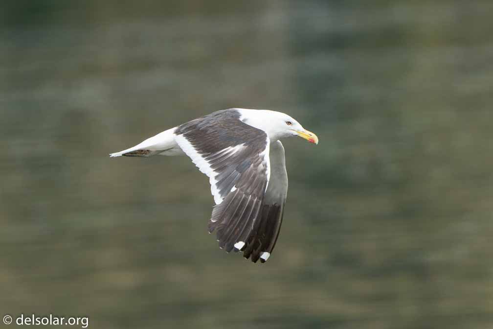 ILCE-6500  --  FE 200-600mm F5.6-6.3 G OSS -- 1/1250 sec at f / 7.1 -- ISO 640 -- 0 EV -- 