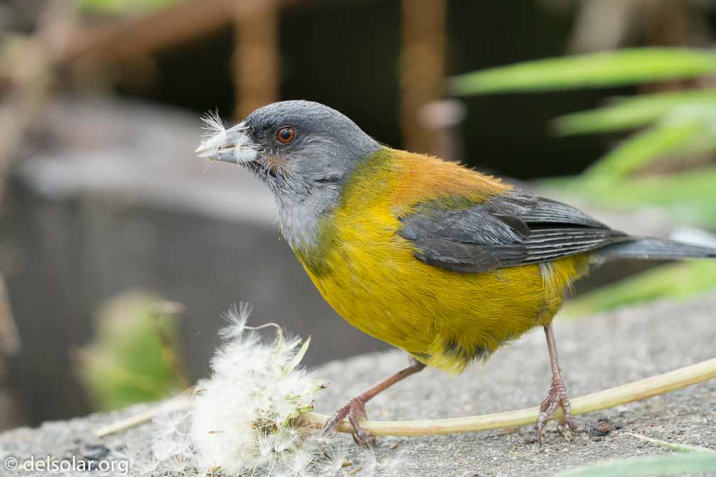 ILCE-6500  --  FE 200-600mm F5.6-6.3 G OSS -- 1/1250 sec at f / 7.1 -- ISO 4000 -- 0 EV -- 