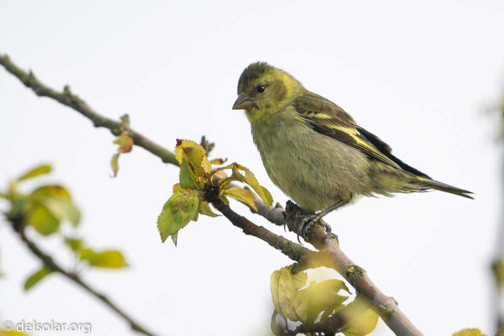 ILCE-6500  --  FE 200-600mm F5.6-6.3 G OSS -- 1/800 sec at f / 7.1 -- ISO 320 -- 3/10 EV -- 