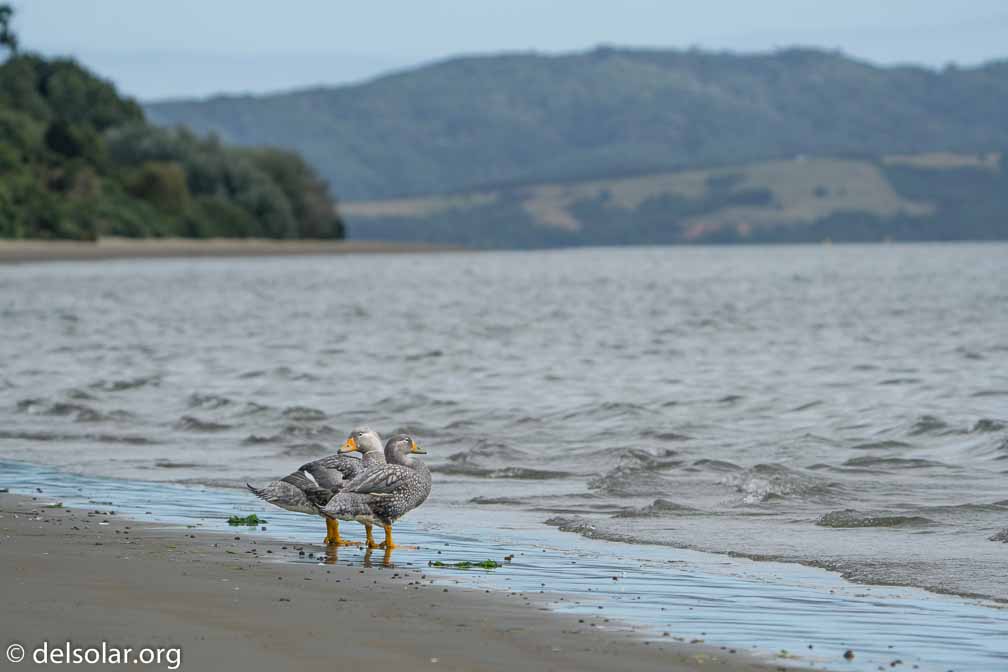 ILCE-6500  --  FE 200-600mm F5.6-6.3 G OSS -- 1/800 sec at f / 7.1 -- ISO 200 -- 0 EV -- 