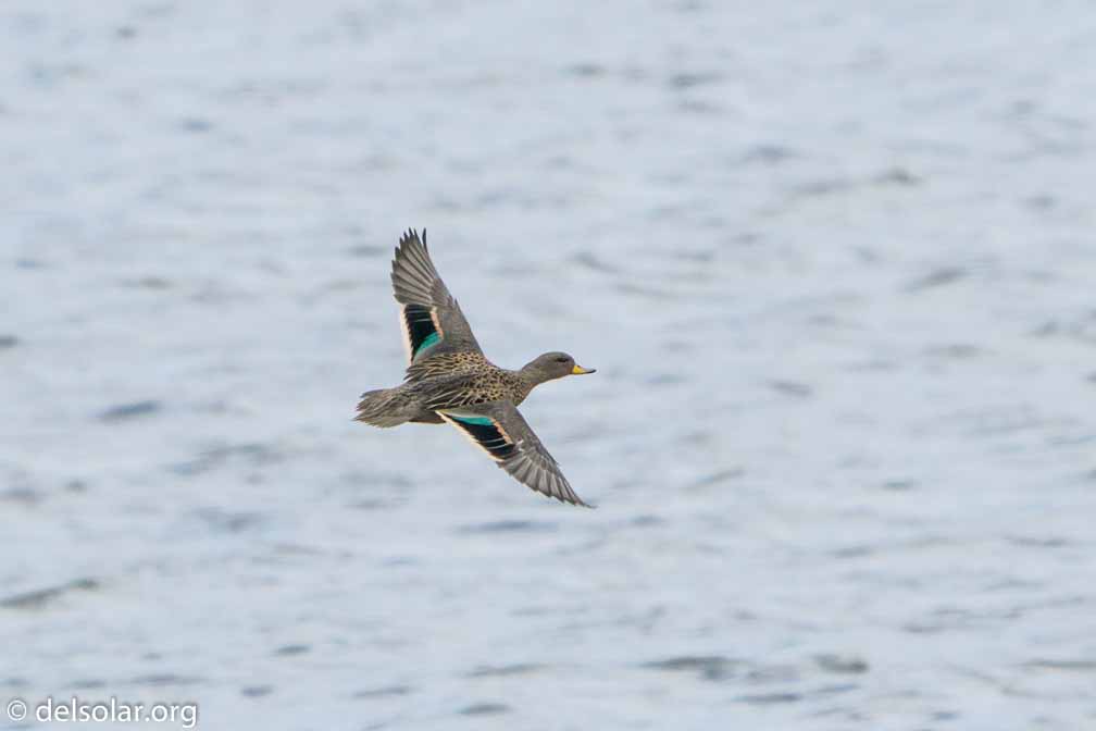 ILCE-6500  --  FE 200-600mm F5.6-6.3 G OSS -- 1/1250 sec at f / 7.1 -- ISO 320 -- 0 EV -- 