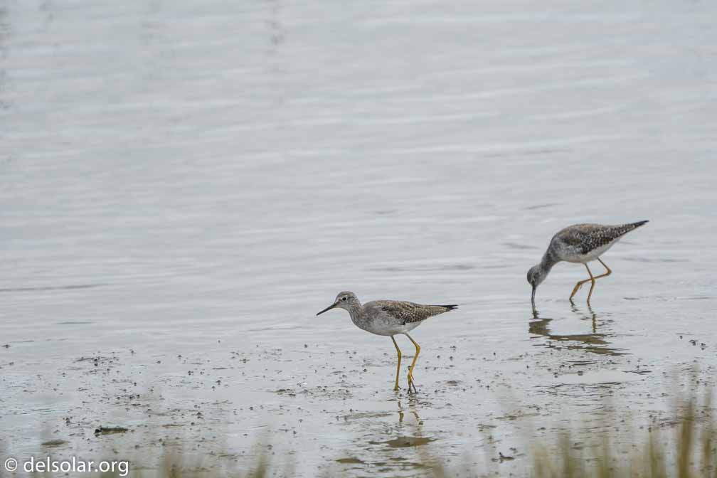 ILCE-6500  --  FE 200-600mm F5.6-6.3 G OSS -- 1/1250 sec at f / 7.1 -- ISO 320 -- 0 EV -- 