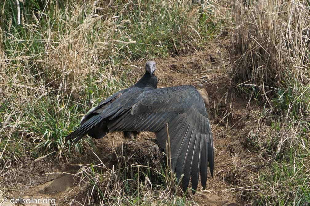 ILCE-6500  --  FE 200-600mm F5.6-6.3 G OSS -- 1/3200 sec at f / 7.1 -- ISO 1250 -- -7/10 EV -- 