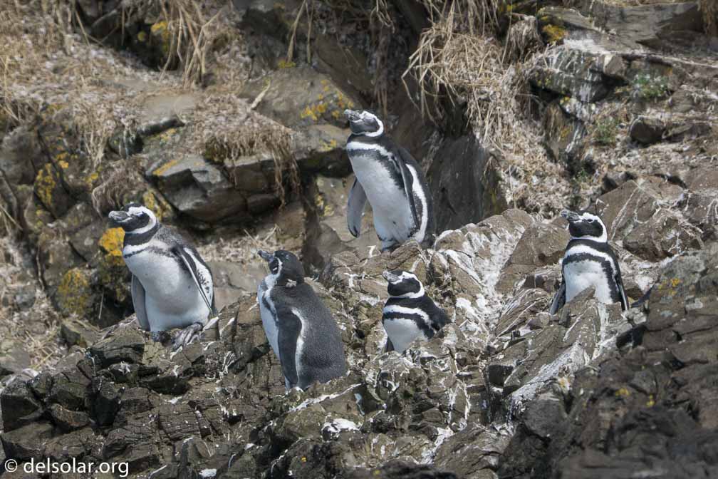 ILCE-6500  --  FE 200-600mm F5.6-6.3 G OSS -- 1/3200 sec at f / 7.1 -- ISO 1000 -- -7/10 EV -- 