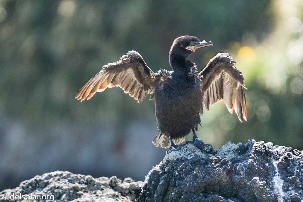 ILCE-6500  --  FE 200-600mm F5.6-6.3 G OSS -- 1/3200 sec at f / 7.1 -- ISO 5000 -- -7/10 EV -- 