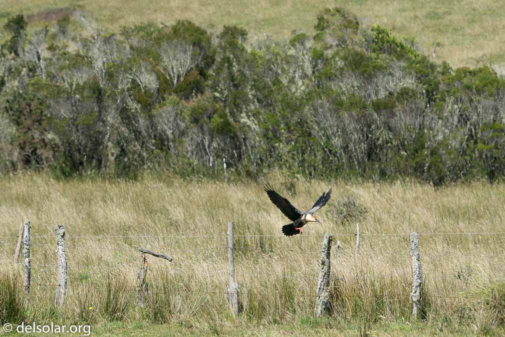 ILCE-6500  --  FE 200-600mm F5.6-6.3 G OSS -- 1/3200 sec at f / 7.1 -- ISO 800 -- -7/10 EV -- 