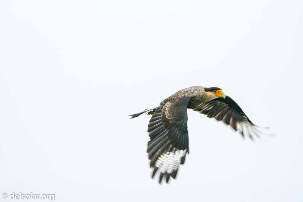 ILCE-6500  --  FE 200-600mm F5.6-6.3 G OSS -- 1/250 sec at f / 6.3 -- ISO 640 -- 0 EV -- 