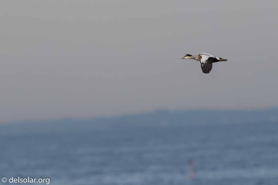 Canon EOS 7D Mark II  --  600 mm  --  EF600mm f/4L IS II USM  