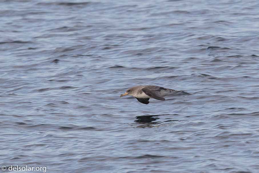 Canon EOS 7D Mark II  --  600 mm  --  EF600mm f/4L IS II USM  