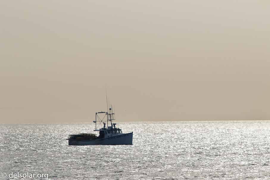 Canon EOS 7D Mark II  --  600 mm  --  EF600mm f/4L IS II USM  