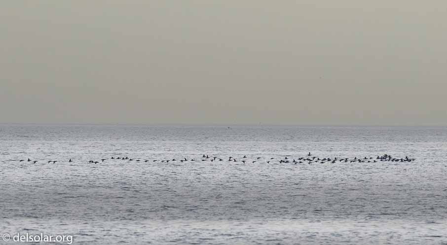 Canon EOS 7D Mark II  --  600 mm  --  EF600mm f/4L IS II USM  