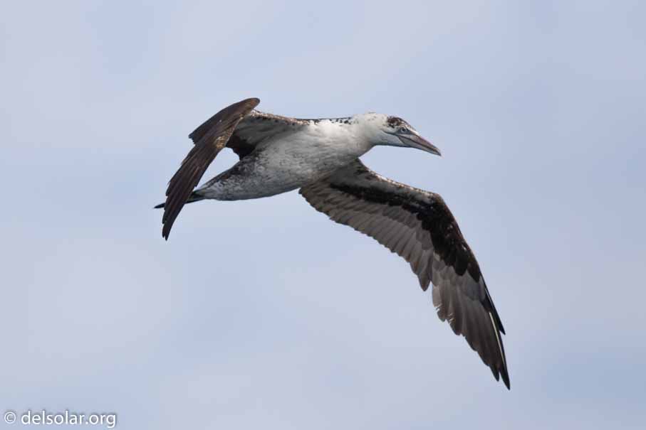 Canon EOS 7D Mark II  --  600 mm  --  EF600mm f/4L IS II USM  