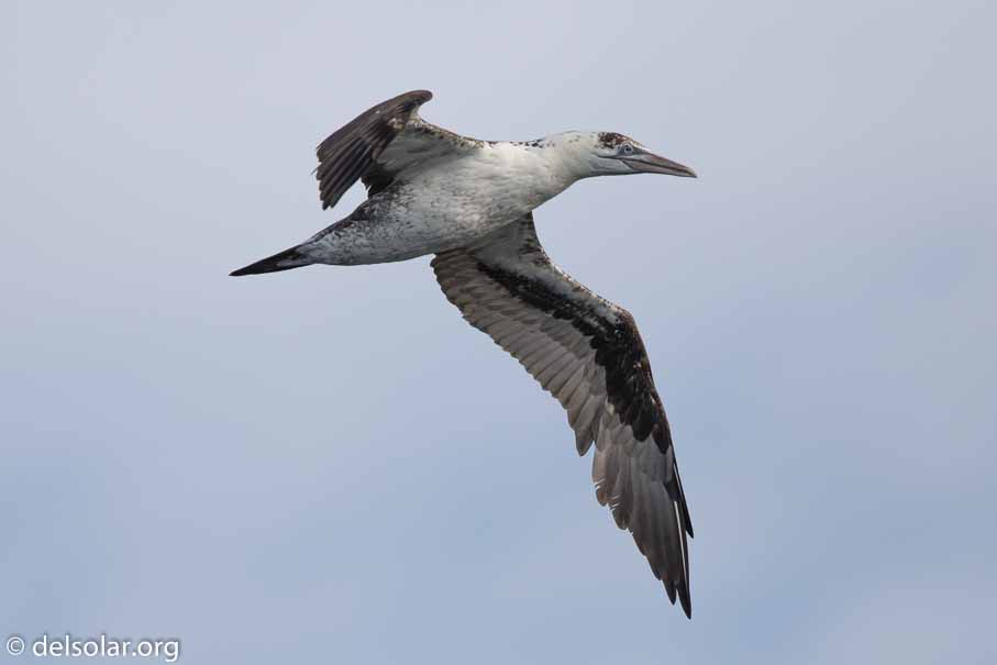 Canon EOS 7D Mark II  --  600 mm  --  EF600mm f/4L IS II USM  