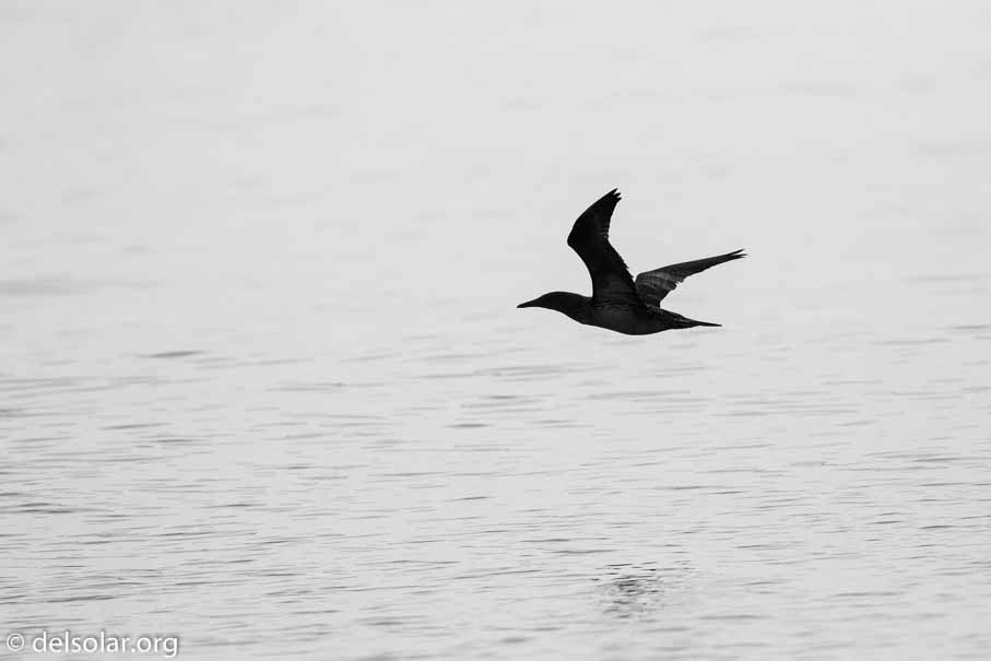 Canon EOS 7D Mark II  --  600 mm  --  EF600mm f/4L IS II USM  