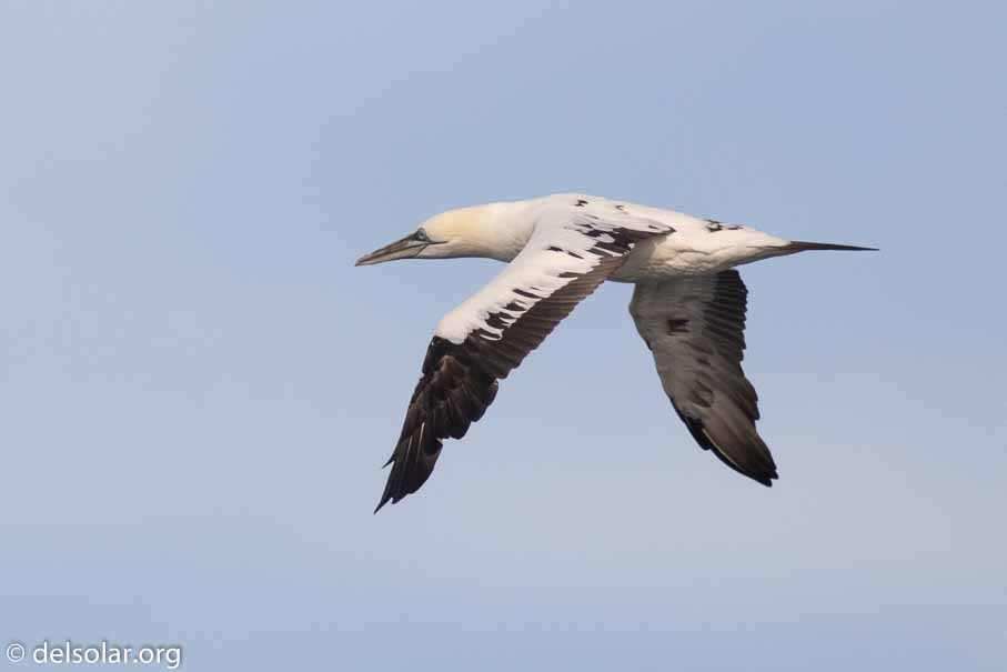 Canon EOS 7D Mark II  --  600 mm  --  EF600mm f/4L IS II USM  