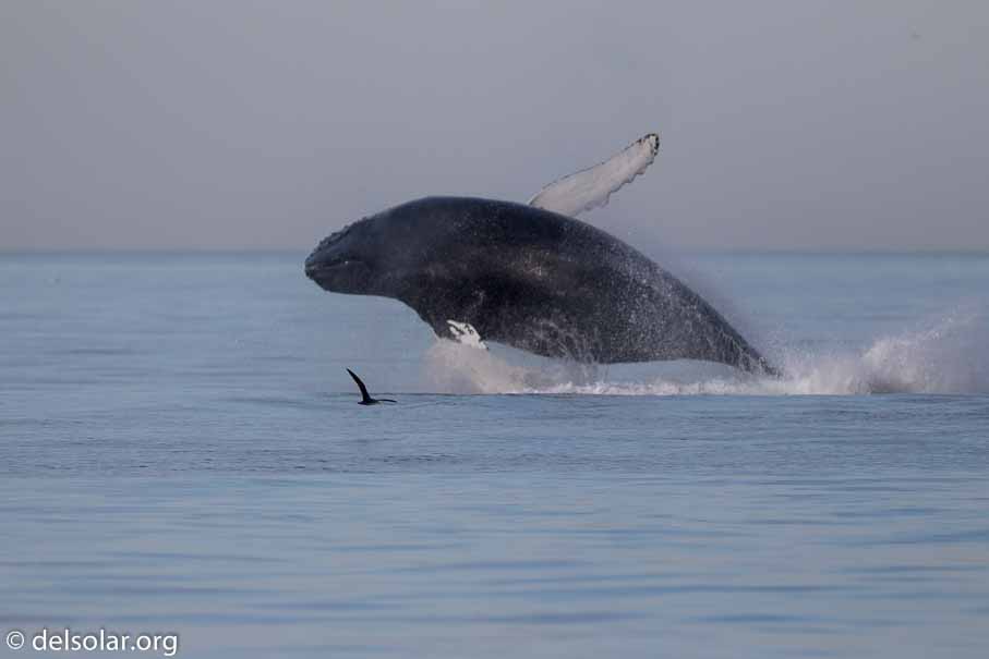 Canon EOS 7D Mark II  --  600 mm  --  EF600mm f/4L IS II USM  