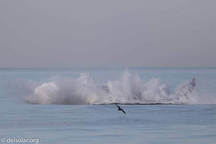 Canon EOS 7D Mark II  --  600 mm  --  EF600mm f/4L IS II USM  