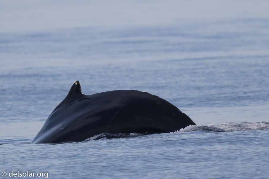 Canon EOS 7D Mark II  --  600 mm  --  EF600mm f/4L IS II USM  