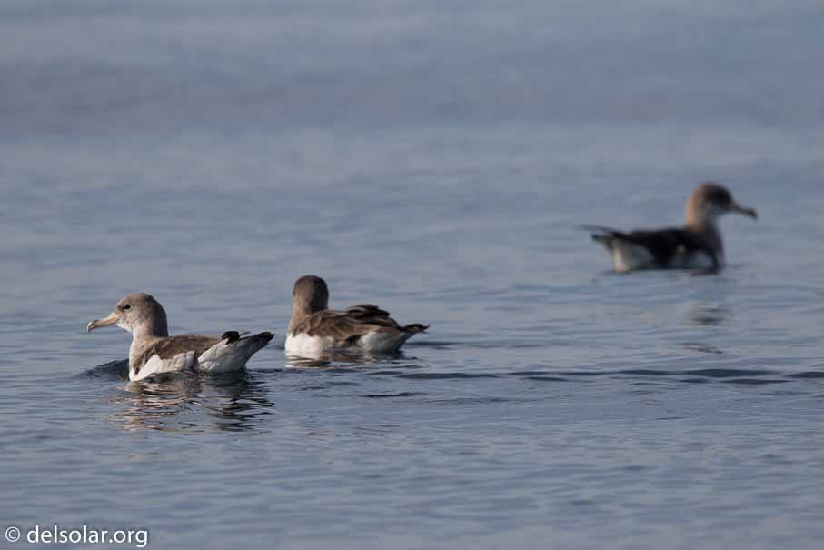 Canon EOS 7D Mark II  --  600 mm  --  EF600mm f/4L IS II USM  