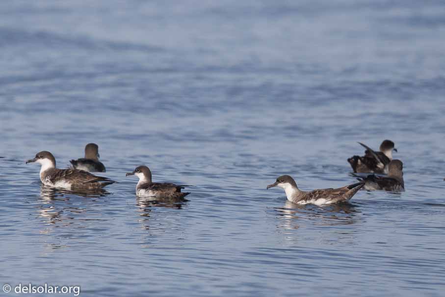 Canon EOS 7D Mark II  --  600 mm  --  EF600mm f/4L IS II USM  