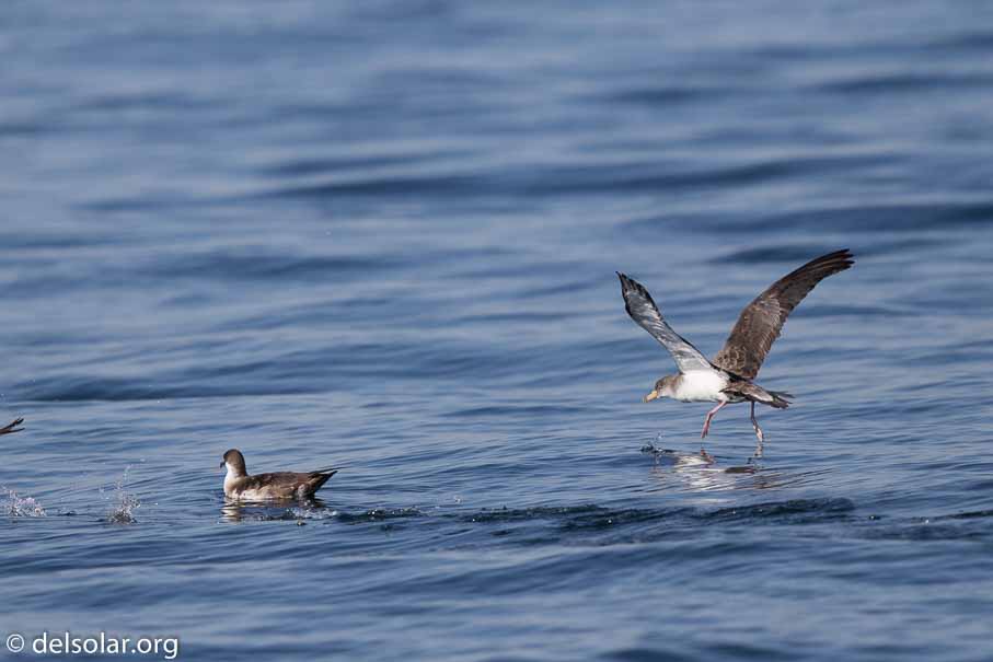 Canon EOS 7D Mark II  --  600 mm  --  EF600mm f/4L IS II USM  