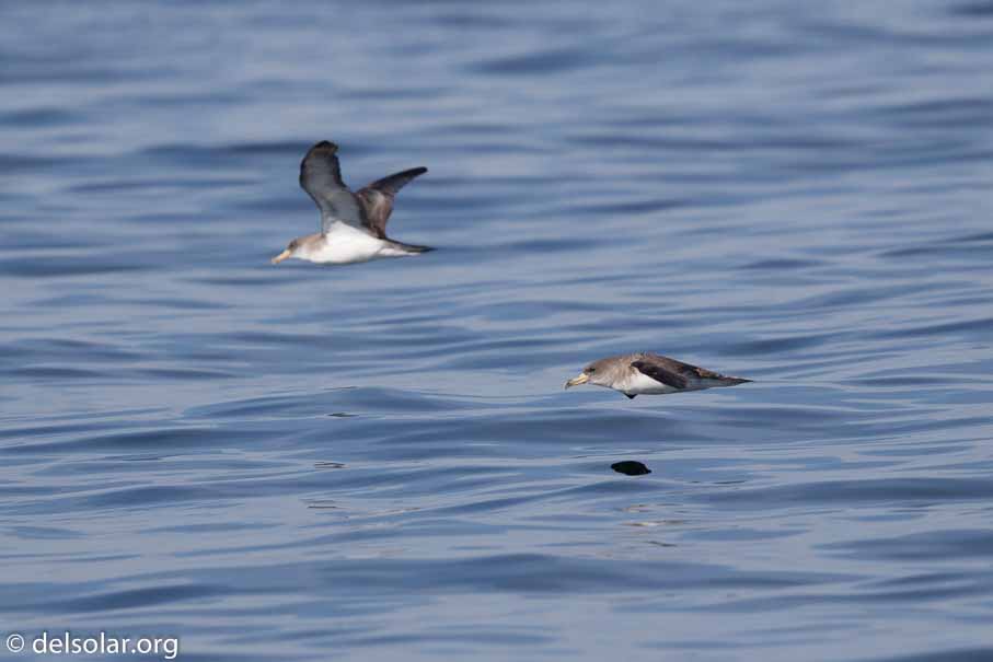 Canon EOS 7D Mark II  --  600 mm  --  EF600mm f/4L IS II USM  