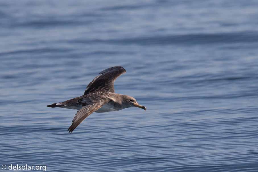 Canon EOS 7D Mark II  --  600 mm  --  EF600mm f/4L IS II USM  