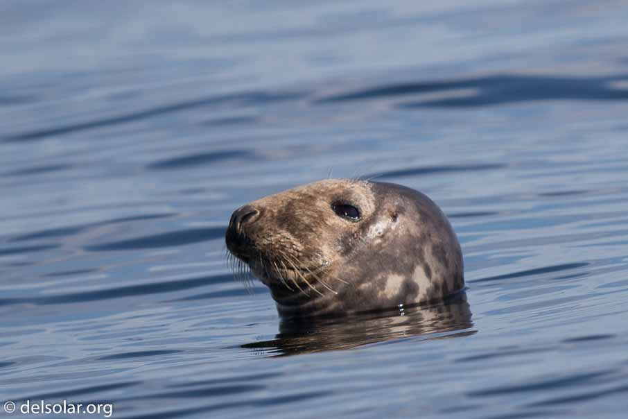 Canon EOS 7D Mark II  --  600 mm  --  EF600mm f/4L IS II USM  