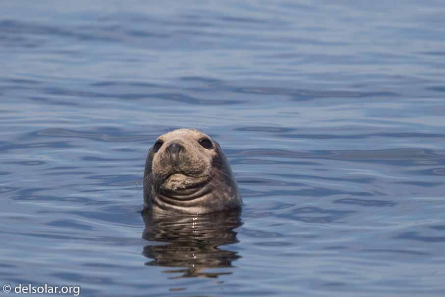 Canon EOS 7D Mark II  --  600 mm  --  EF600mm f/4L IS II USM  