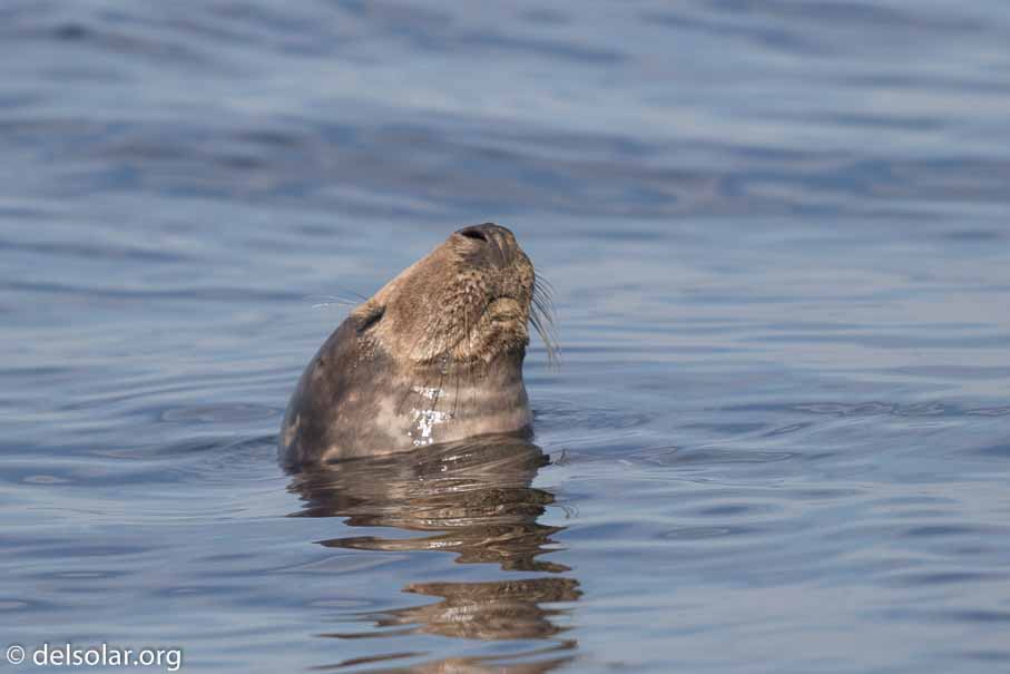 Canon EOS 7D Mark II  --  600 mm  --  EF600mm f/4L IS II USM  