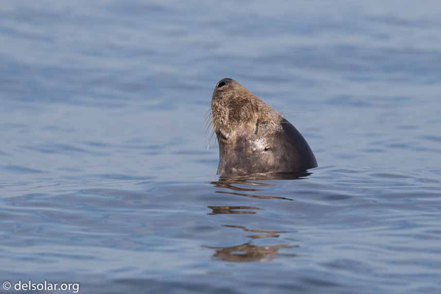 Canon EOS 7D Mark II  --  600 mm  --  EF600mm f/4L IS II USM  